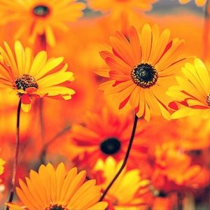 Meet your Posher, Juli